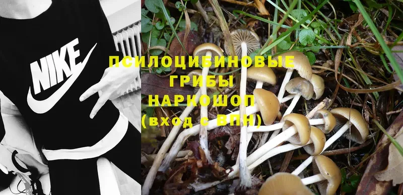 Псилоцибиновые грибы Psilocybe  Губаха 